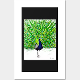 Peaceful Peacock Posters and Art